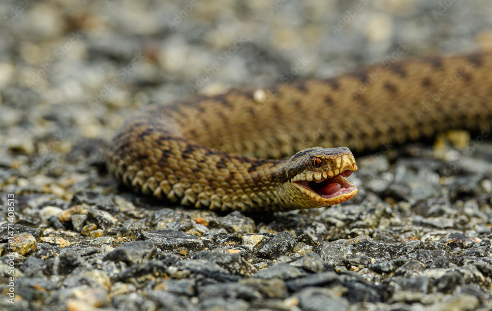 Obraz premium common European adder or viper (Vipera berus)