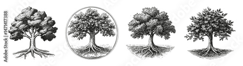 Various Illustrations of Trees with Visible Roots and Foliage, vector illustration, engraving design, logo design set, black and white line
