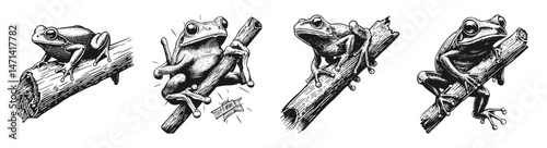 Detailed Sketches of Frog on Branch in Vintage Style Illustration, vector illustration, engraving design, logo design set, black and white line