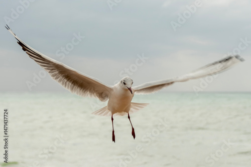 seagull on the beach