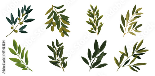 Set of  Olive leaf Flat Vector Illustration on Transparent Background