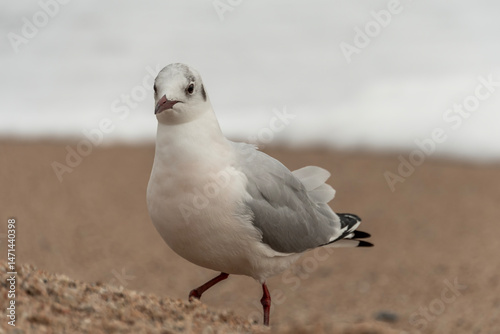 seagull on the sand