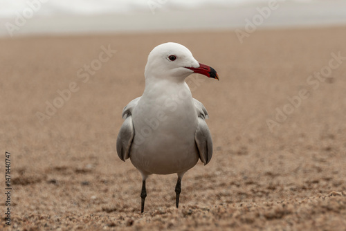 black headed gull