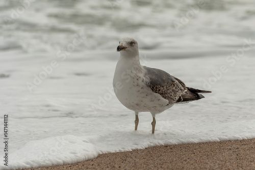 seagull on the beach