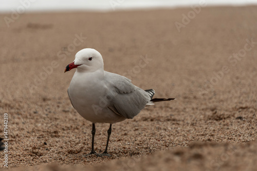 seagull on the beach