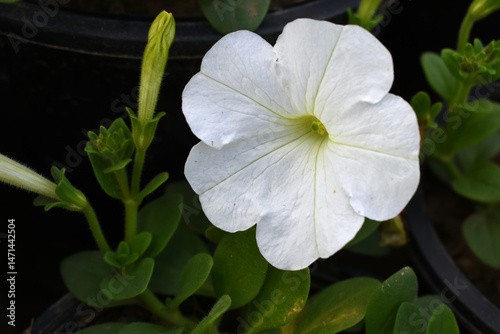 Fototapeta Naklejka Na Ścianę i Meble -  White petunias in the garden, Petunia, Close up of white Petunia flower in the garden, Petunia flower and blurred background, Background of white petunia flowers, spring flower Closeup.