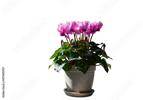 Wallpaper Mural Stunning Pink Cyclamen Flower in Pot HighResolution Image isolated on transparent background Torontodigital.ca