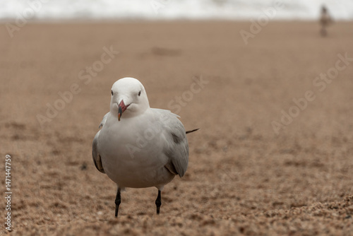 white goose on the beach