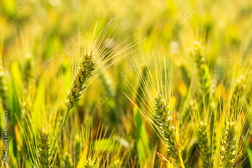 The wheat in the field is ripe