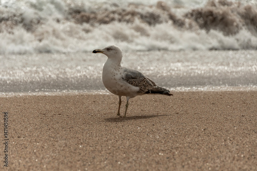 seagull on the beach