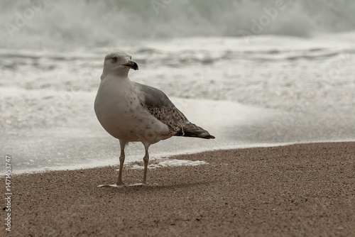 seagull on the beach