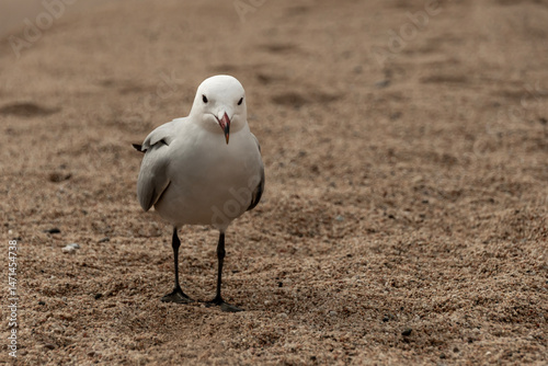 black headed gull
