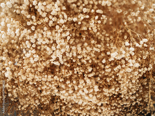 Beautiful Dried Flowers