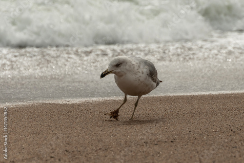 seagull on the beach