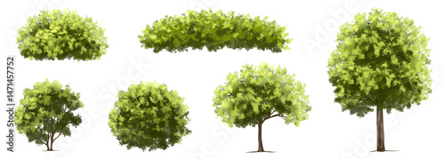  Vector watercolor green  tree or forest side view isolated on white background for landscape and architecture drawing,elements for environment or and garden,Shrub for section