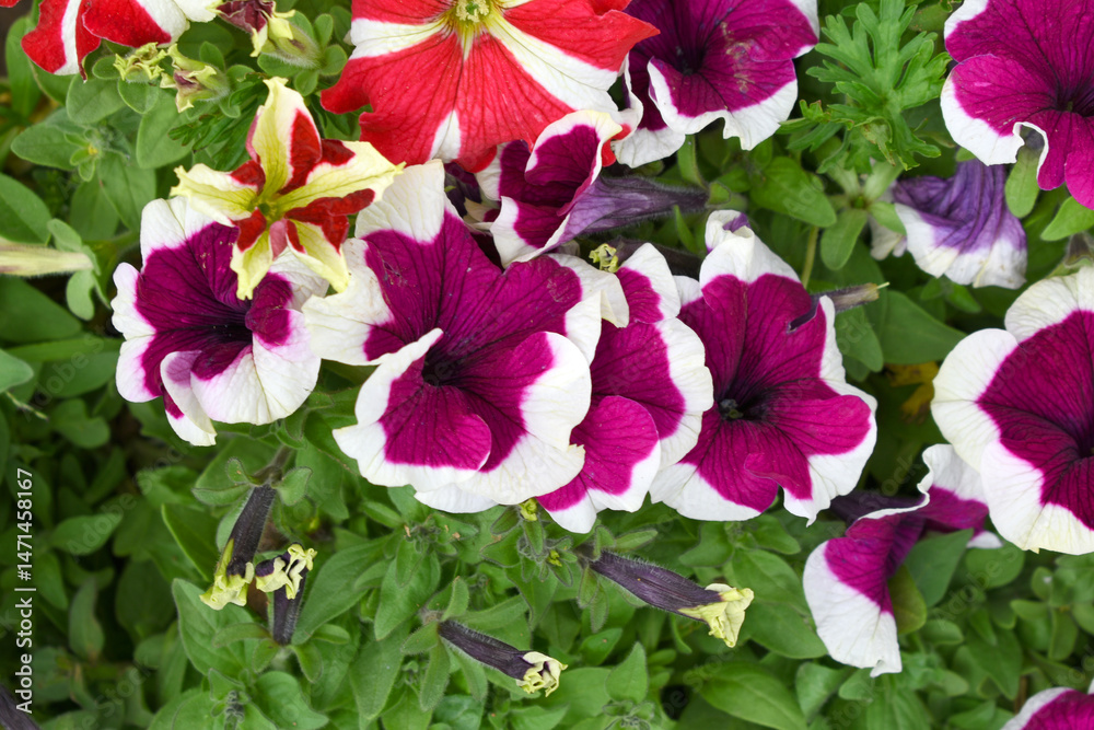 Naklejka premium White Maroon petunias in the garden, Petunia, Close up of White Maroon Petunia flower in the garden, Petunia flower and blurred background, Background of Maroon petunia flowers, spring flower Closeup.