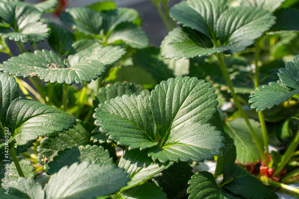 Close-up of healthy strawberry leaves growing in a greenhouse under natural sunlight. Detailed texture and vibrant green color represent organic farming and early-stage plant development Close-up of healthy strawberry leaves growing in a greenhouse under natural sunlight. Detailed texture and vibrant green color represent organic farming and early-stage plant development