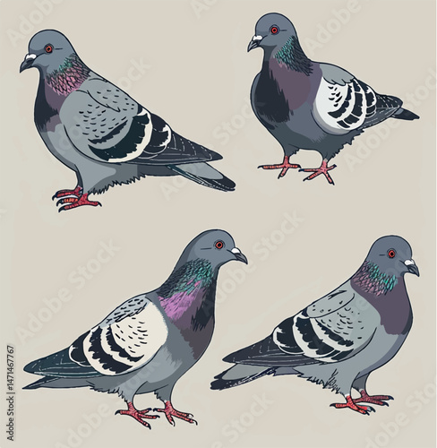 illustration, animal, vector, bird, pigeon, dove, nature, graphic, drawing, poultry, wildlife, pet, farm, domestic, clipart, farm animal, farmer, portrait, perched, cartoon, winged, city bird, 