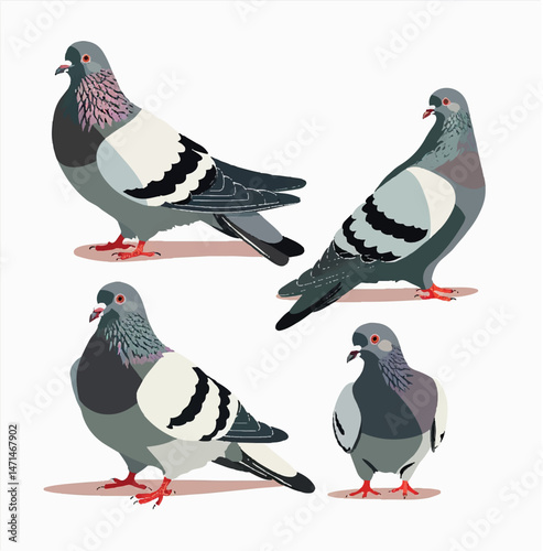illustration, animal, vector, bird, pigeon, dove, nature, graphic, drawing, poultry, wildlife, pet, farm, domestic, clipart, farm animal, farmer, portrait, perched, cartoon, winged, city bird, 