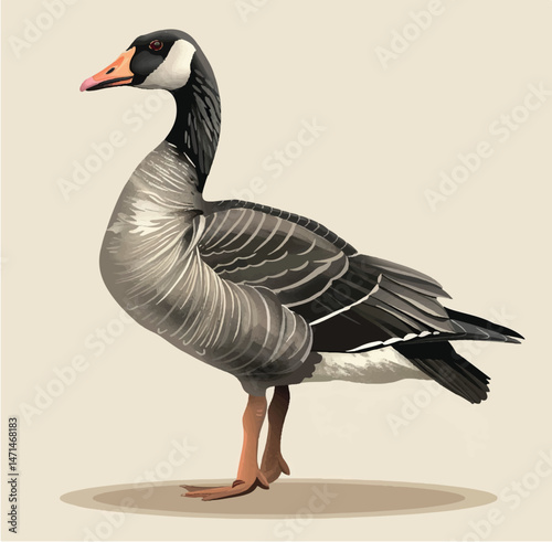 illustration, graphic, vector, goose, drawing, bird, duck, isolated, nature, wildlife, animal, farm, domestic, beak, background, cartoon, design, flat, character, cute, doodle, wild, meat, poultry,