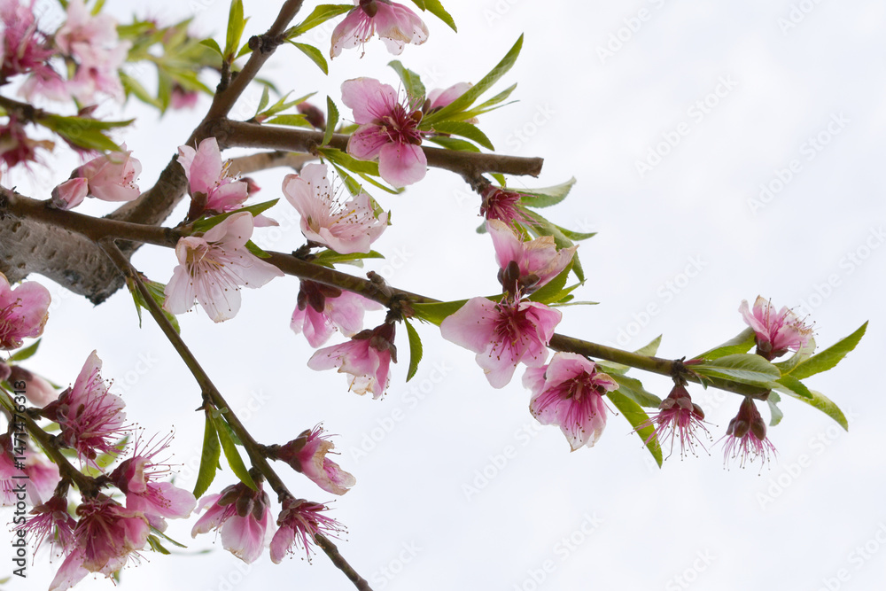 Obraz premium Beautiful Pink Peach Blossoms in a Garden, Pink Peach Flowers Blooming on Peach Tree, Beautiful peach flowers close up - as background, Flowering branch of fruit flower closeup