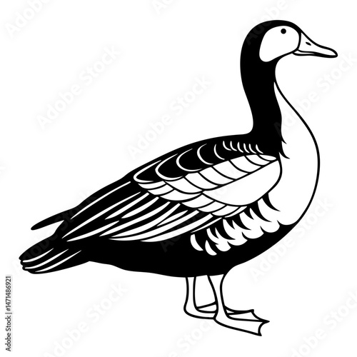 Greater Scaup Illustration – Diving Duck Vector for Hunting Themes

