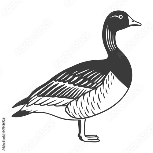 Greater Scaup Illustration – Diving Duck Vector for Hunting Themes

