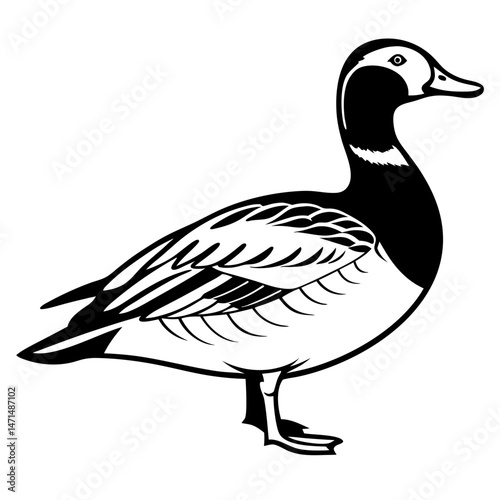 Greater Scaup Illustration – Diving Duck Vector for Hunting Themes

