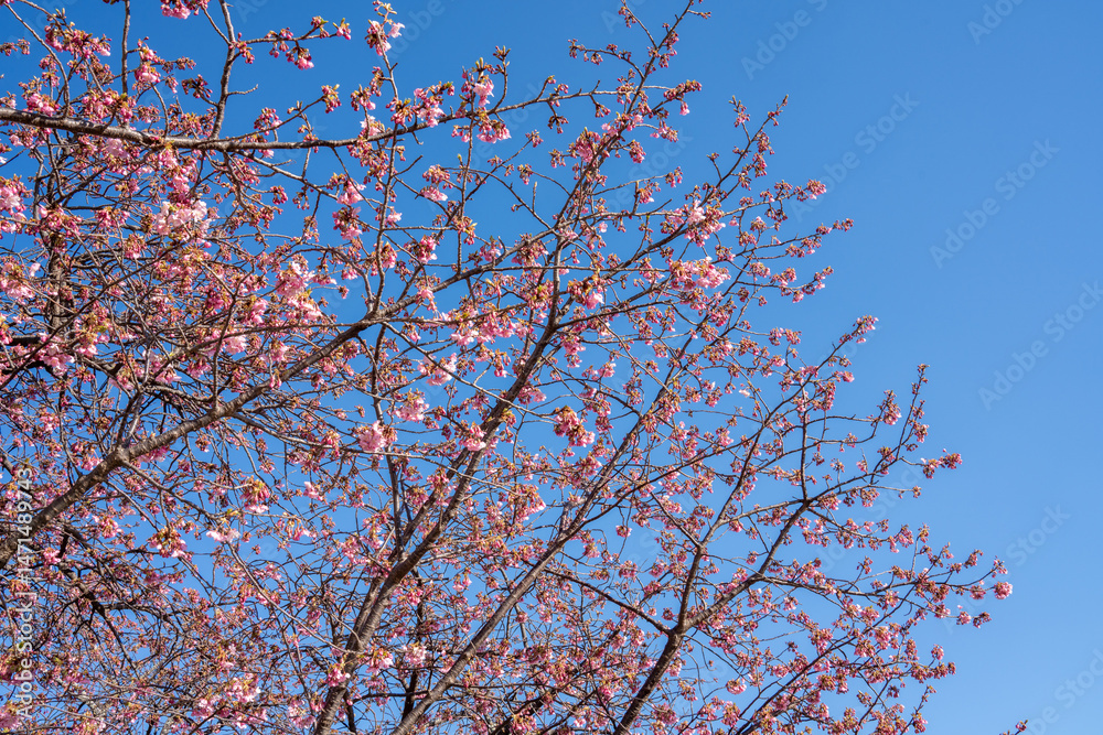 Close-up view of blooming pink plum blossoms against a bright sky during spring in Japan. The soft focus and upward angle highlight the beauty and delicacy of seasonal flowers in full bloom. Close-up view of blooming pink plum blossoms against a bright sky during spring in Japan. The soft focus and upward angle highlight the beauty and delicacy of seasonal flowers in full bloom.