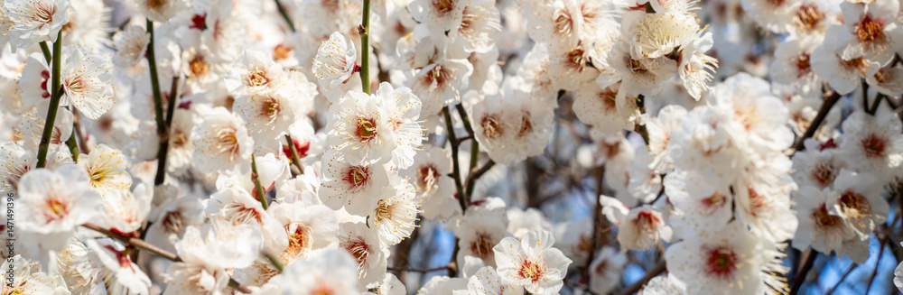 Obraz premium Close-up of blooming white plum blossoms in soft sunlight, symbolizing the arrival of early spring in Japan. The delicate petals and gentle bokeh create a dreamy, serene atmosphere in nature.