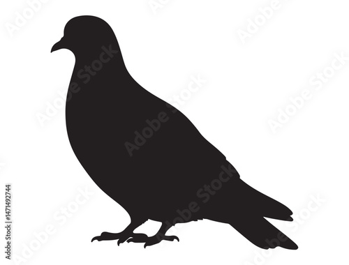 DOVE SILHOUETTE WHITE BACKGROUND