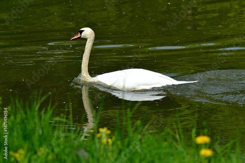 Mute swan, Cygnus olor, on the surface of a pond in the Lednice Castle Park, April 2025, South Moravia, Czech Republic