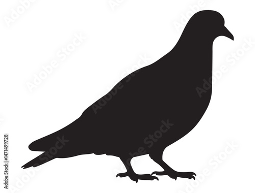 DOVE SILHOUETTE WHITE BACKGROUND