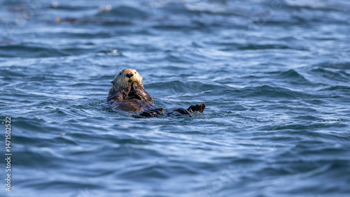 Sea Otter (Enhydra lutris), Knight Inlet, Vancouver Island, British Columbia, Canada