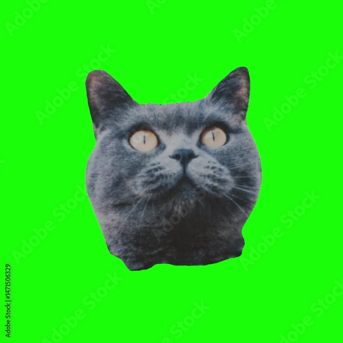 black cat on green background, black cat with green eyes