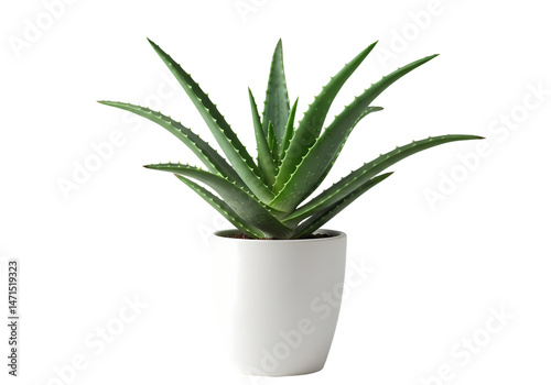 Aloe Vera Plant in White Pot High Resolution Image isolated on transparent background