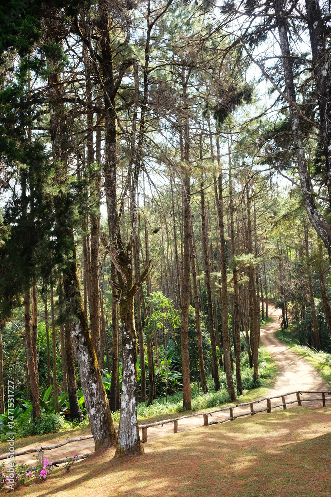 Beautiful sunshine in pine forest with winding mountain roads and walking route dirty road and wooden fence on the hill in natural sunlight in Thailand Beautiful sunshine in pine forest with winding mountain roads and walking route dirty road and wooden fence on the hill in natural sunlight in Thailand