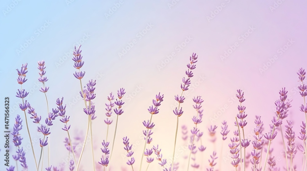 Naklejka premium Lavender Field Pastel Sunset.