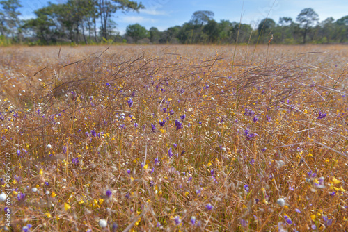 Fototapeta Naklejka Na Ścianę i Meble -  Beautiful fields of wildflowers on the mountain plains