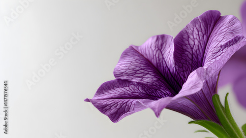 Purple petunia flower blooming, revealing intricate veining through soft grey background, highlighting botanical elegance and natural detail