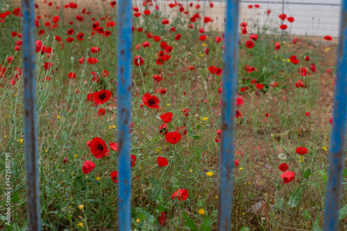fence and flowers, red poppies in the garden	
