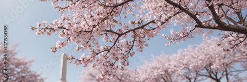 White memorial, pink cherry blossoms blooming, breathtaking, view