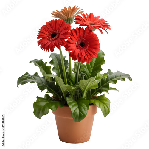 Beautiful Potted Gerbera Daisy Flowers In Red And Peach Isolated On White