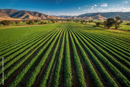 Scenic vista of agricultural field rows stretching to distant hills under a bright blue sky with scattered clouds