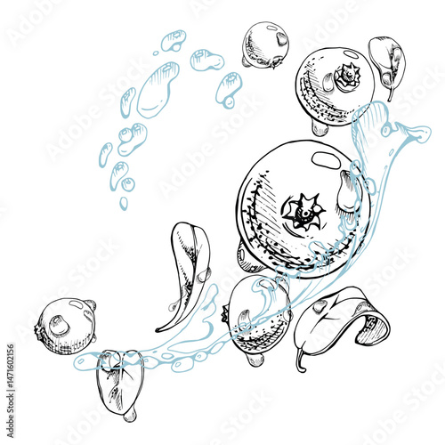 Cranberry lingonberry flying in water splash with green leaves and drops, ripe forest berry bearberry teaberry wintergreen vector hand drawn in ink. Isolated illustration for cafe menu, farmers market