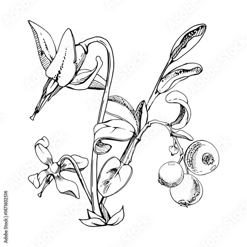 Cranberry lingonberry with pink flowers, vector hand drawn in ink, ripe swamp forest berry on stems, bearberry teaberry wintergreen. Isolated botanical illustration. Restaurant menu, farmers market