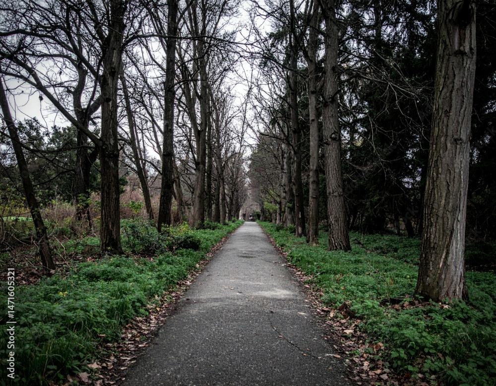Fototapeta premium Serene Pathway Through Leafless Trees in a Quiet Park Setting