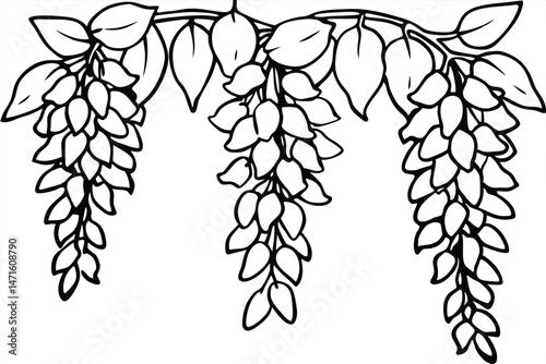 Handdrawn black outline drawing shows wisteria branch with flower bunches and leaf clusters