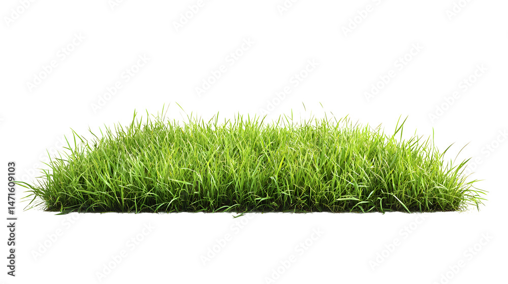 green grassland landscape isolated on white