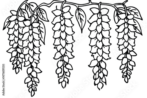 Black outline drawing features cascading wisteria flowers and foliage hanging from a vine gracefully